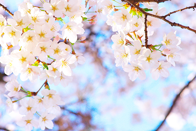 3. 幸手の桜・権現堂桜堤